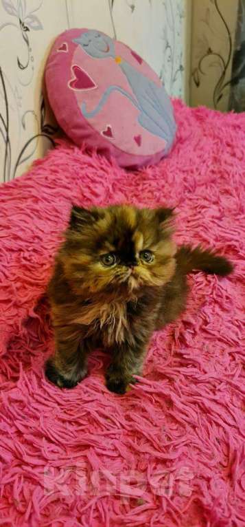 Кошки в Кемерово: Персидский котенок., 15 000 руб. - фото 1