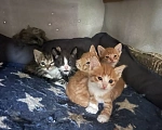 Кошки в Москве: Отдам котят в добрые руки Разнополые, Бесплатно - фото 4
