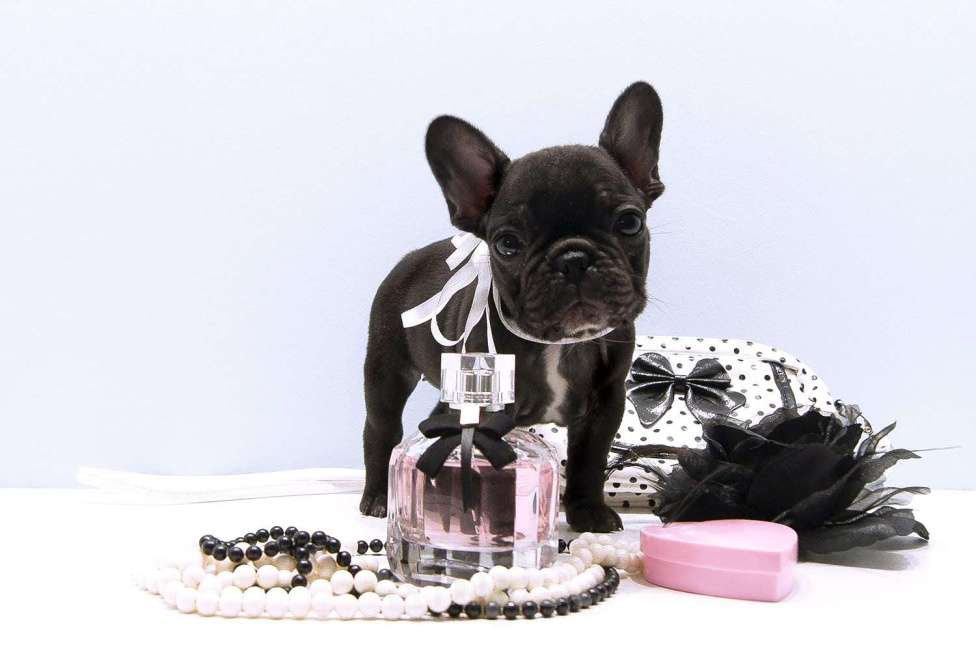 Собаки в Щелково: Коко Шанель Девочка, 60 000 руб. - фото 3