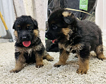 Собаки в Волжском: Продаются щенки немецкой овчарки Девочка, 25 000 руб. - фото 1