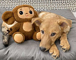 Собаки в Москве: Щенки бесплатно в Москве Девочка, Бесплатно - фото 7