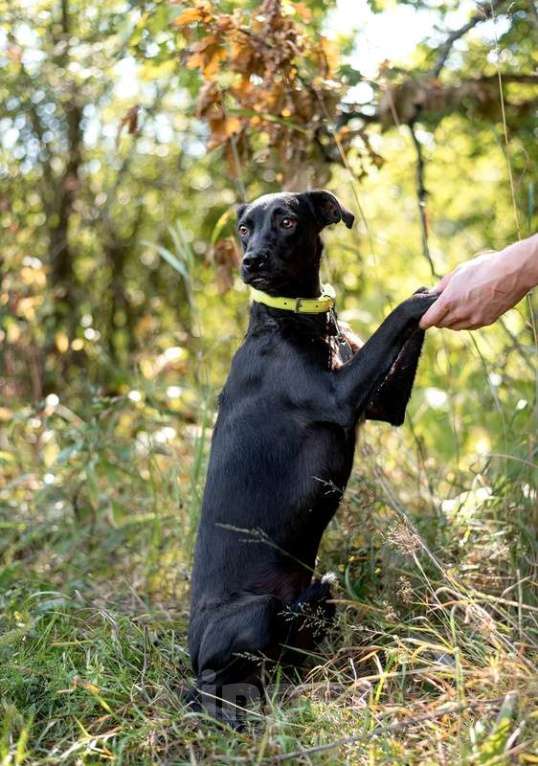 Собаки в Москве: Уиппет Аниса в добрые руки Девочка, 1 руб. - фото 2