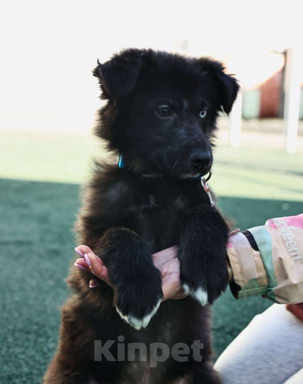 Собаки в Москве: Щенок бесплатно в Москве Мальчик, Бесплатно - фото 6