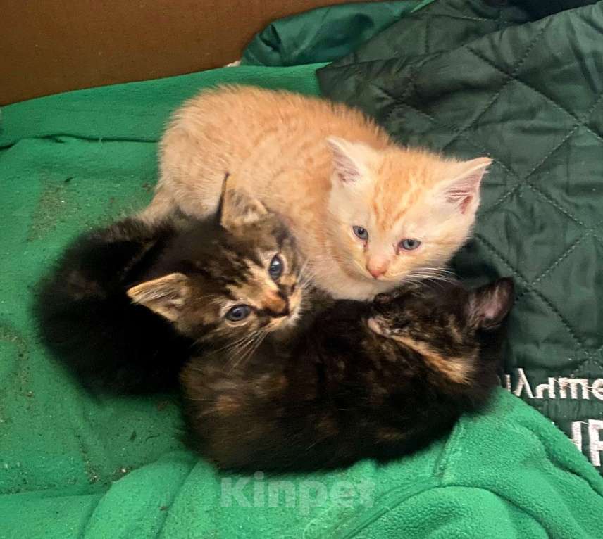 Кошки в других городах Московской области: Пушистики в добрые руки! Мальчик, Бесплатно - фото 2