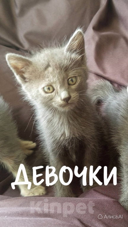 Кошки в других городах Ставропольского края: Отдам котёнка в добрые руки Девочка, Бесплатно - фото 1