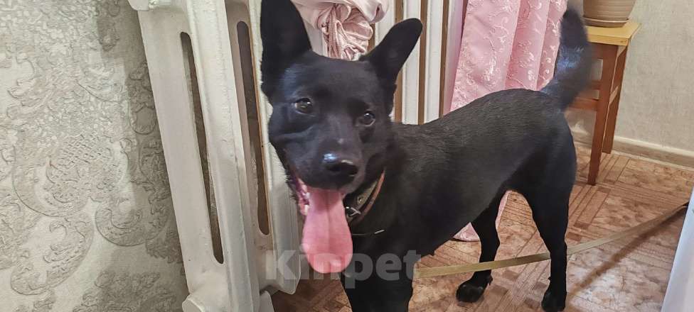 Собаки в Челябинске: СРОЧНО! ПОМОГИТЕ НАЙТИ ХОЗЯЕВ ИЛИ НОВЫХ ХОЗЯЕВ! Девочка, Бесплатно - фото 3