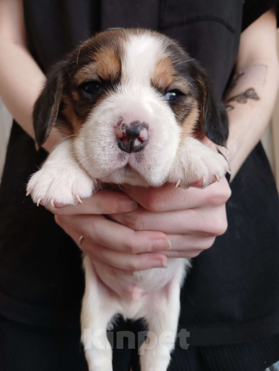 Собаки в Тюмени: щенки бигля Девочка, 50 000 руб. - фото 2