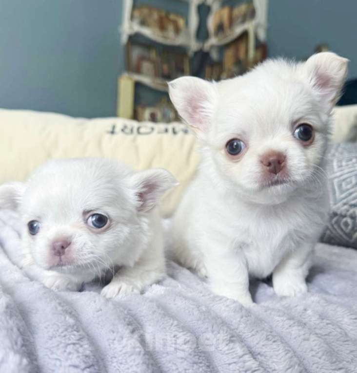 Собаки в Москве: Белый чихуахуа Мальчик, 50 000 руб. - фото 2