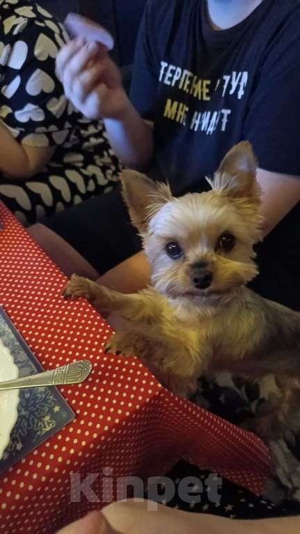 Собаки в Нижнем Новгороде: Потерялась собака Девочка, 5 000 руб. - фото 1