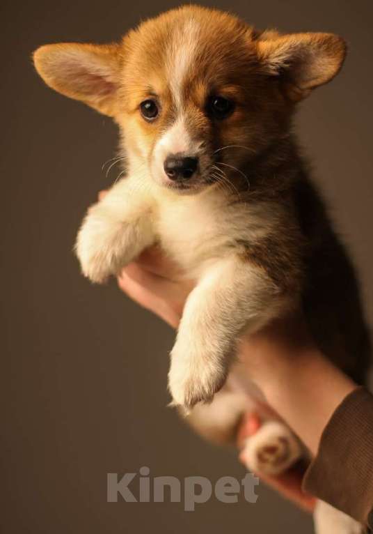 Собаки в Екатеринбурге: Venchana Selin Девочка, 80 000 руб. - фото 2