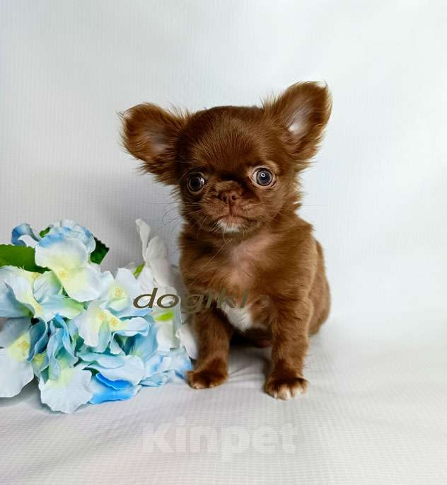 Собаки в Москве: Чихуахуа мальчик Мальчик, 35 000 руб. - фото 4