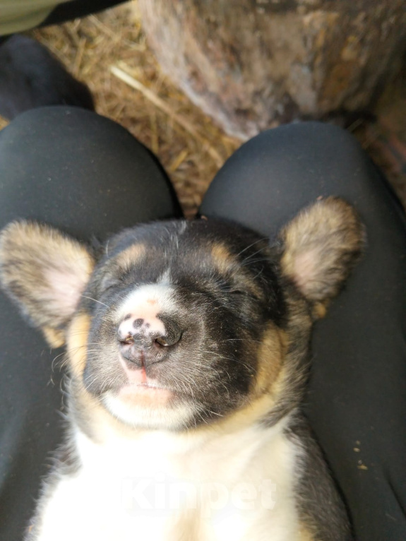 Собаки в Москве: 🐶 Семь очаровательных щенков ищут любящий дом! 🐶 Мальчик, Бесплатно - фото 3