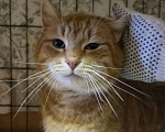 Кошки в Санкт-Петербурге: Рыжик ищет дом Мальчик, Бесплатно - фото 2