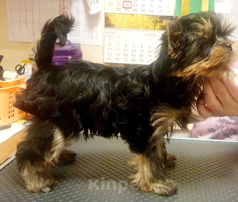 Собаки в Москве: Щенки йоркширского терьера Мальчик, 45 000 руб. - фото 5