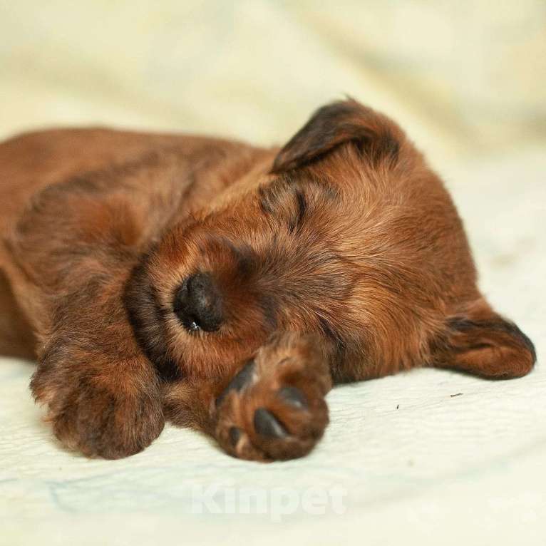 Собаки в Санкт-Петербурге: Запись на щенков ирландского терьера  Мальчик, Бесплатно - фото 2