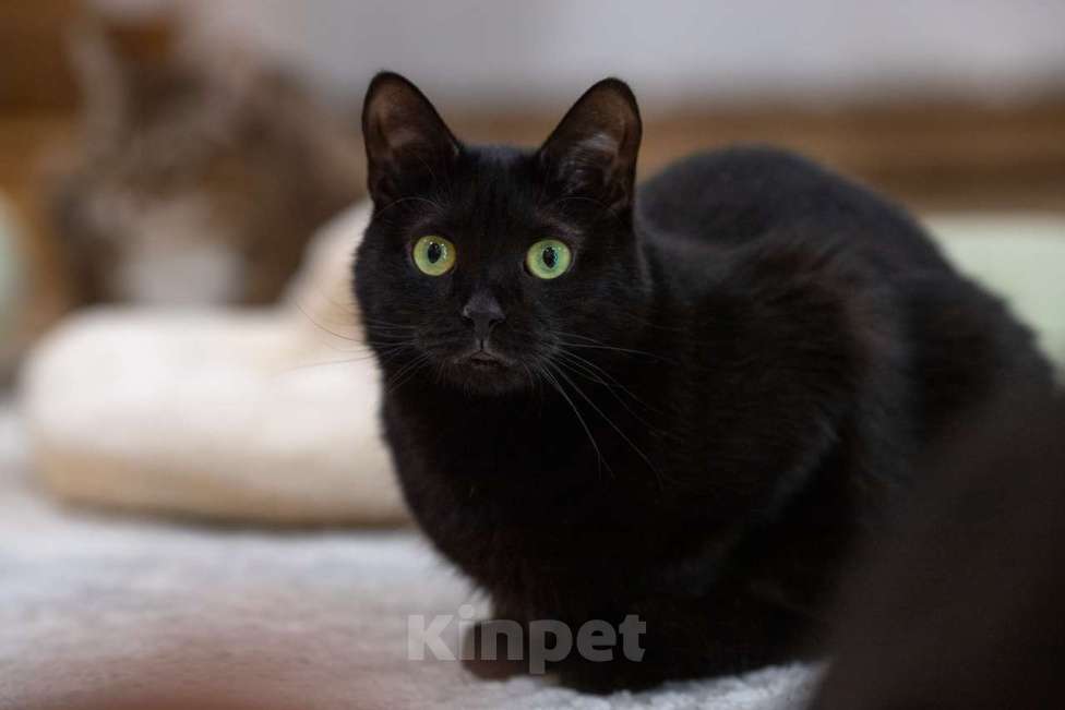 Кошки в Москве: кошка Багира в добрые руки Девочка, Бесплатно - фото 5