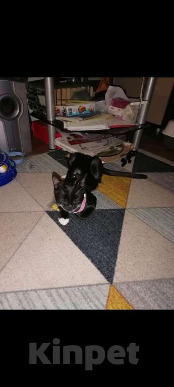 Кошки в других городах Владимирской области: Убежал чёрно-белый кот.  Мальчик, Бесплатно - фото 4