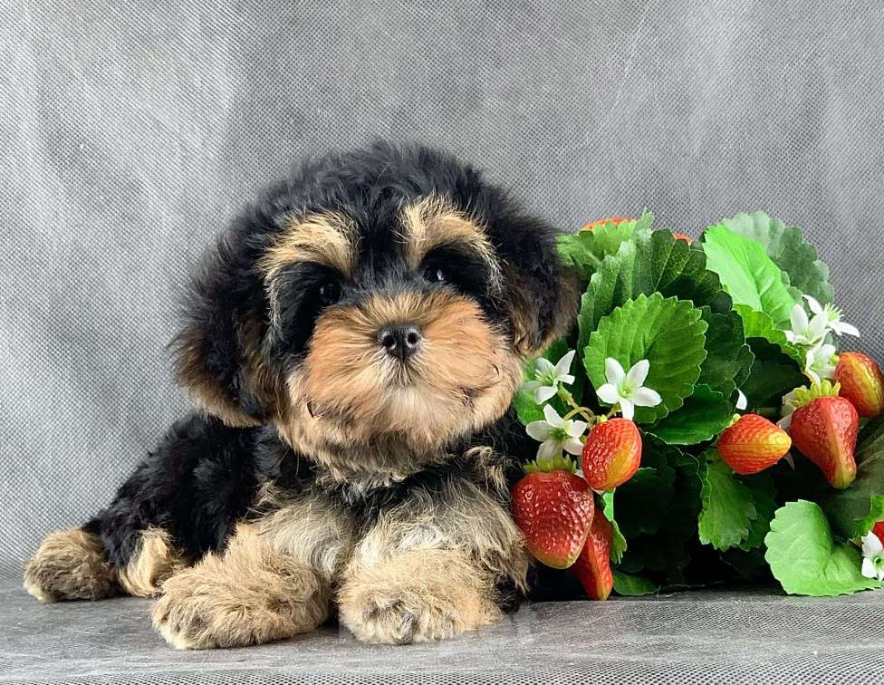 Собаки в Москве: Йоркипу мимишные малыши Девочка, 25 000 руб. - фото 5