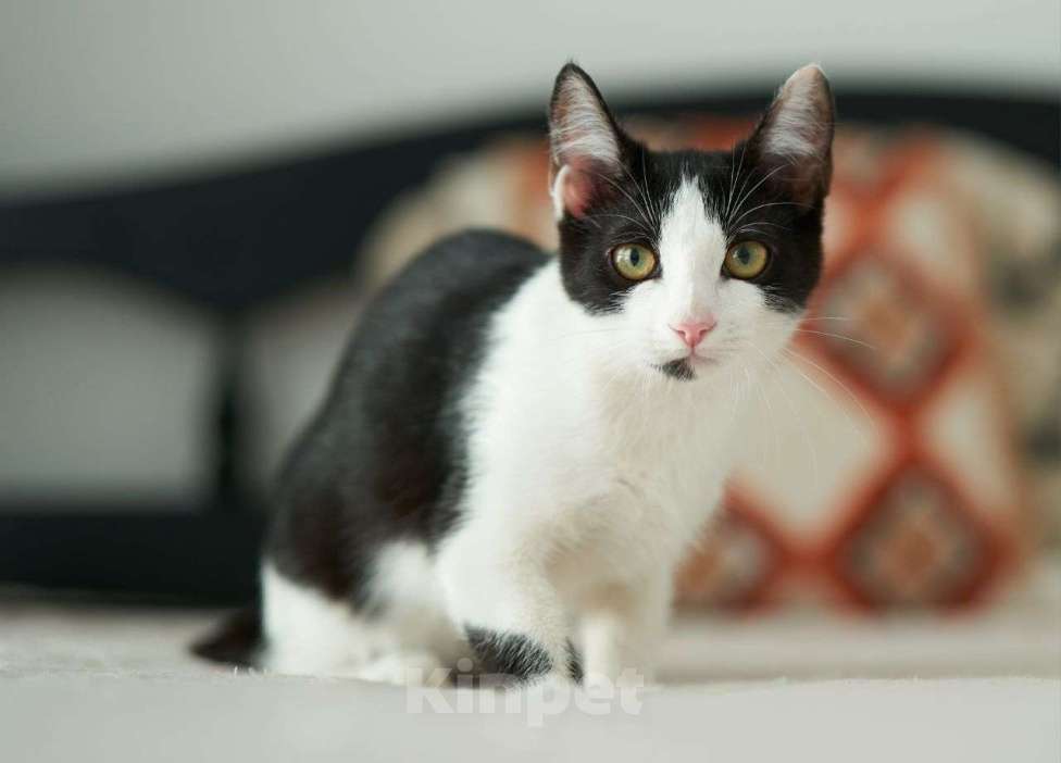 Кошки в Москве: Маленький котёночек Котя ищет дом! Мальчик, Бесплатно - фото 3