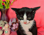 Кошки в Екатеринбурге: Котенок в добрые руки  Девочка, Бесплатно - фото 5