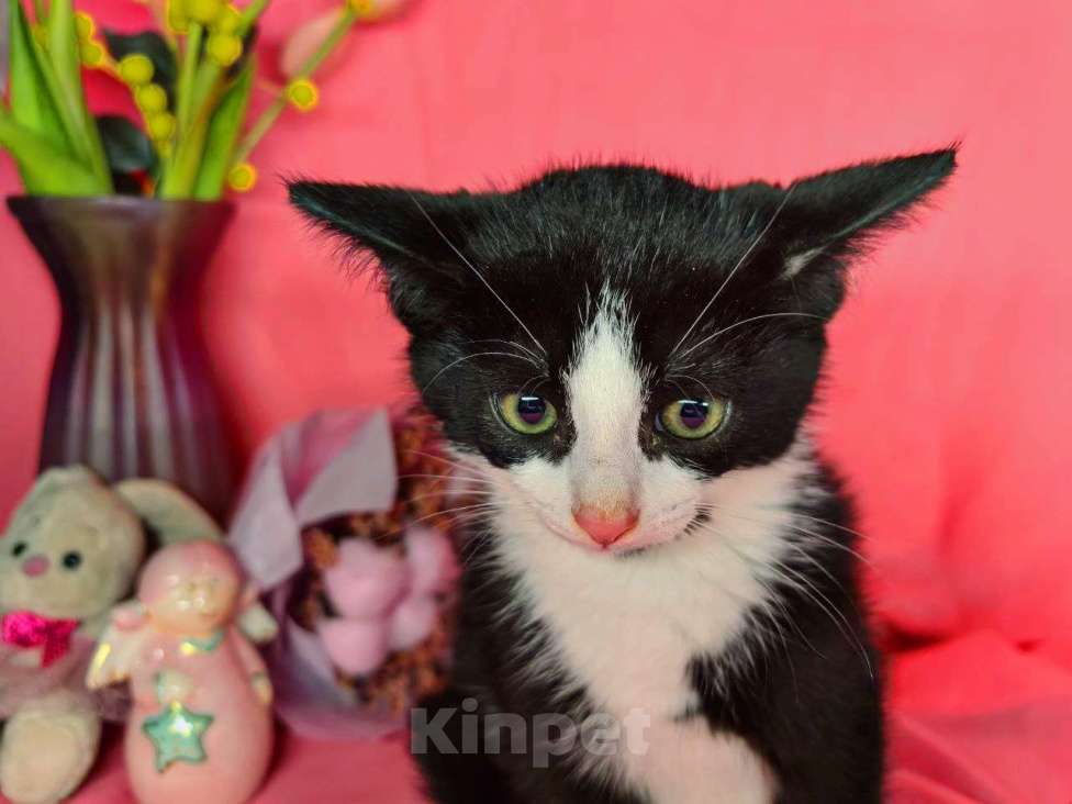 Кошки в Екатеринбурге: Котенок в добрые руки  Девочка, Бесплатно - фото 5