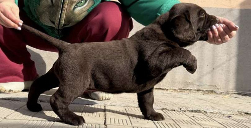 Щенки лабрадора ретривера