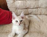 Кошки в Долгопрудном: Крем на серебре мейн-кун Мальчик, 65 руб. - фото 4