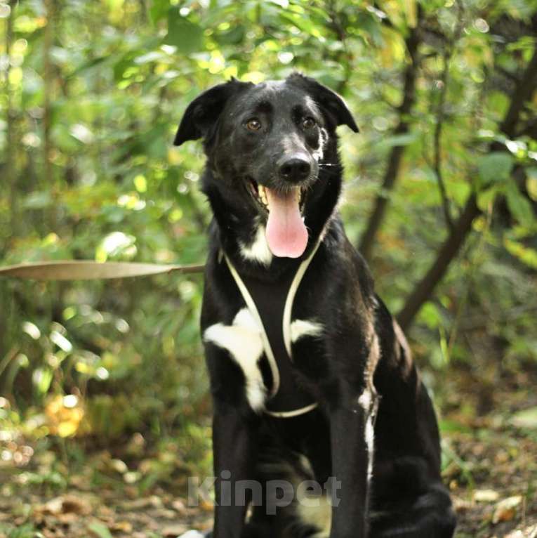 Собаки в Москве: Макао-Лира Девочка, Бесплатно - фото 3