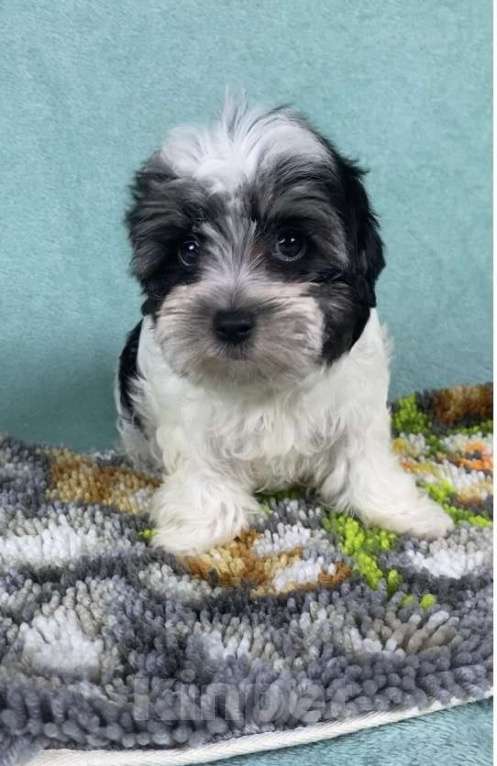 Собаки в Москве: Цветной Йорк - мальчик Мальчик, 40 000 руб. - фото 4