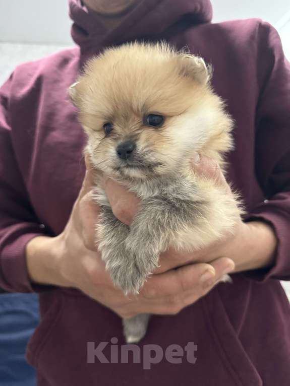 Собаки в других городах Краснодарского края: Мальчика Мальчик, 35 000 руб. - фото 1