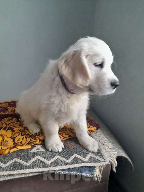 Собаки в других городах Московской области: Супер щенки от международных чемпионов Мальчик, Бесплатно - фото 7