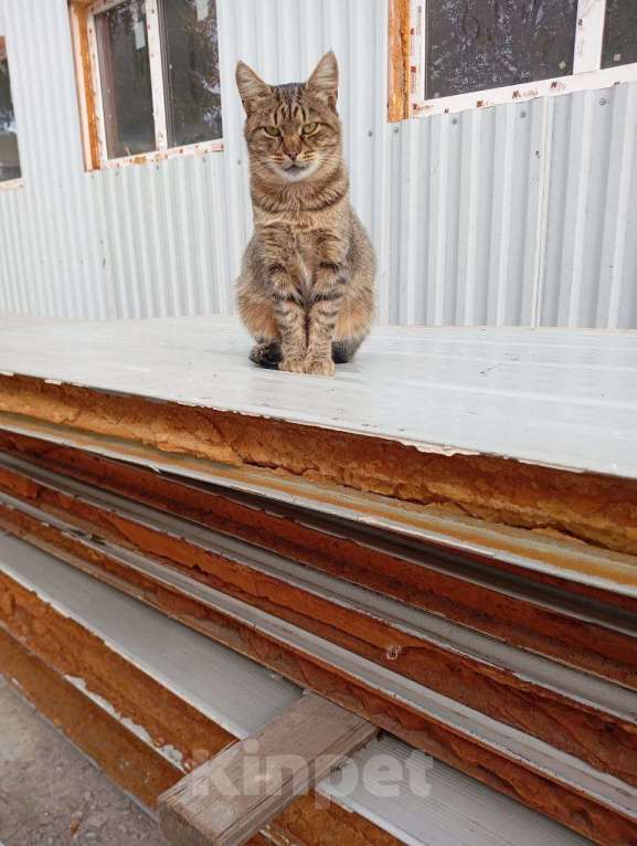 Кошки в Курске: Кот в добрые руки Мальчик, Бесплатно - фото 3