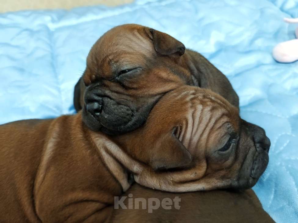 Собаки в Перми: Китайский чунцин Мальчик, 100 000 руб. - фото 4