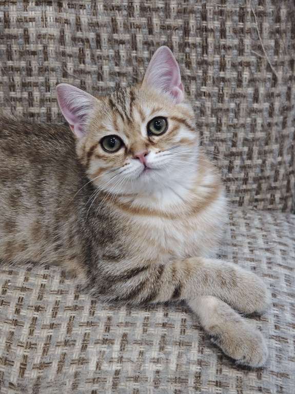 Кошки в Ангарске: Феликс Британец зелёноглазый яркий окрас Мальчик, 35 000 руб. - фото 4