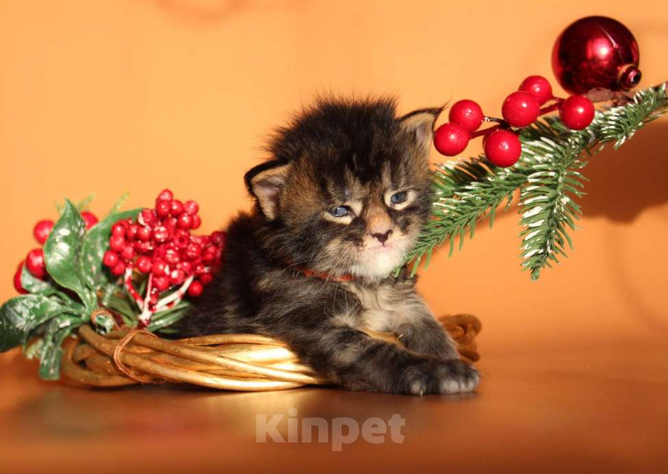 Кошки в Екатеринбурге: Котёнок мейн-кун Сириус Мальчик Мальчик, 50 000 руб. - фото 3