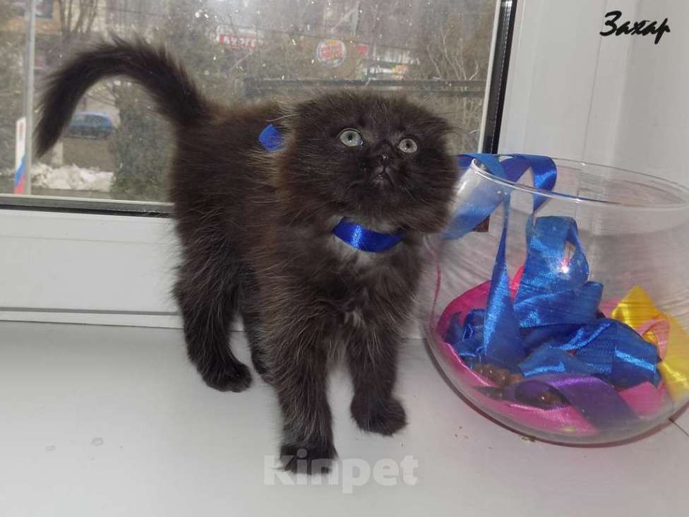 Кошки в Москве: Шотландский длинношерстный вислоухий котенок, мальчик Мальчик, 20 000 руб. - фото 6