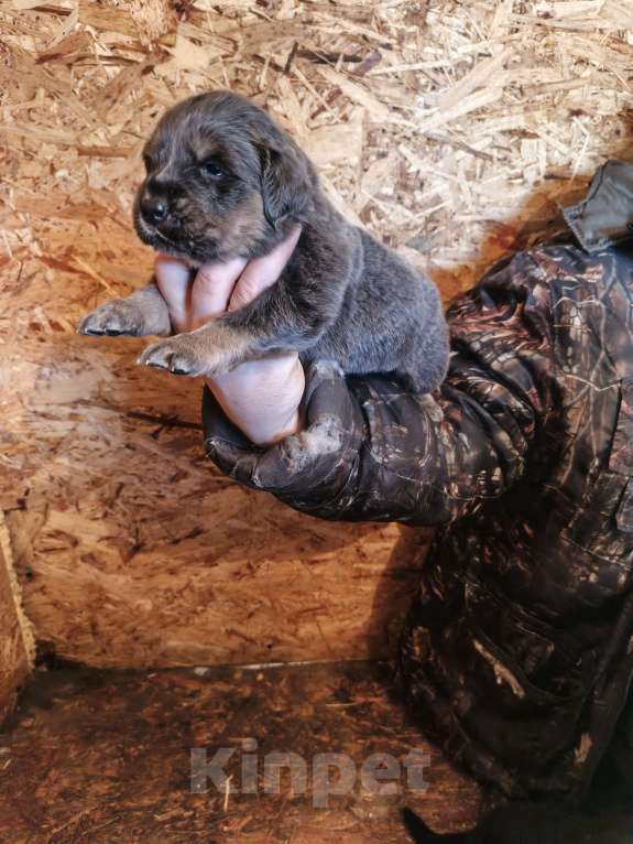 Собаки в Магнитогорске: Щенки тибетского мастифа Девочка, 55 000 руб. - фото 1