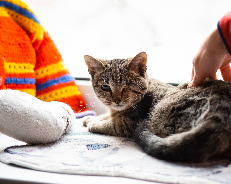 Кошки в Санкт-Петербурге: Кошечка Фисташка Девочка, Бесплатно - фото 1