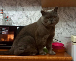 Кошки в Ардоне: Кот в поисках дома!, Бесплатно - фото 1