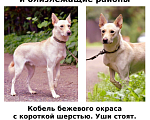Собаки в Москве: Пропала собака  Мальчик, Бесплатно - фото 1