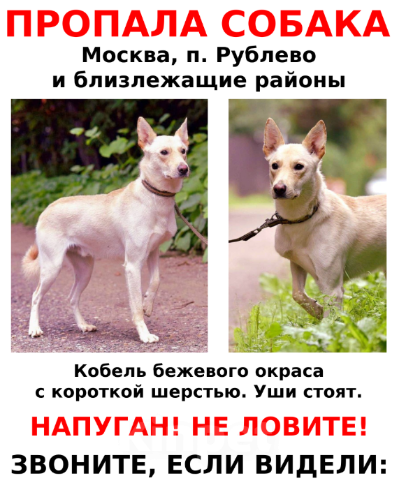 Собаки в Москве: Пропала собака  Мальчик, Бесплатно - фото 1