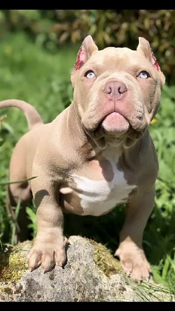 Собаки в Москве: Лиловый мальчик покет Мальчик, 120 000 руб. - фото 3