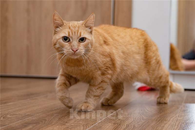 Кошки в Москве: Рыжая кошка в добрые руки. Девочка, Бесплатно - фото 2