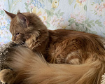 Кошки в Москве: Кот . Мейн Кун  Мальчик, Бесплатно - фото 3