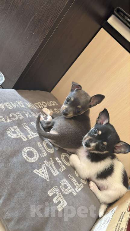 Собаки в Воронеже: Дизайнерские щенки той-терьера Мальчик, 7 000 руб. - фото 3