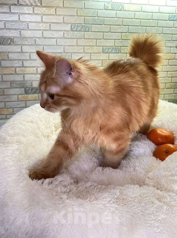 Кошки в Калуге: Забава Девочка, Бесплатно - фото 4