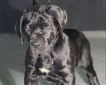 Собаки в Москве: Щенки Кане карсо Мальчик, 60 000 руб. - фото 2
