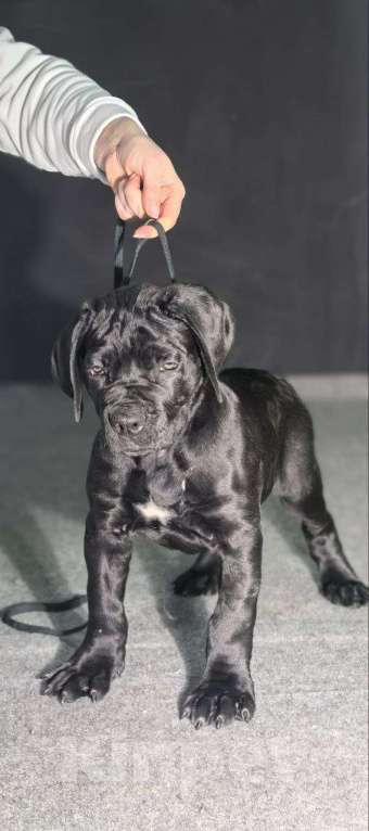 Собаки в Москве: Щенки Кане карсо Мальчик, 60 000 руб. - фото 2