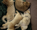 Кошки в Ростове-на-Дону: Шотландские котята золотая шиншилла Мальчик, 12 000 руб. - фото 5