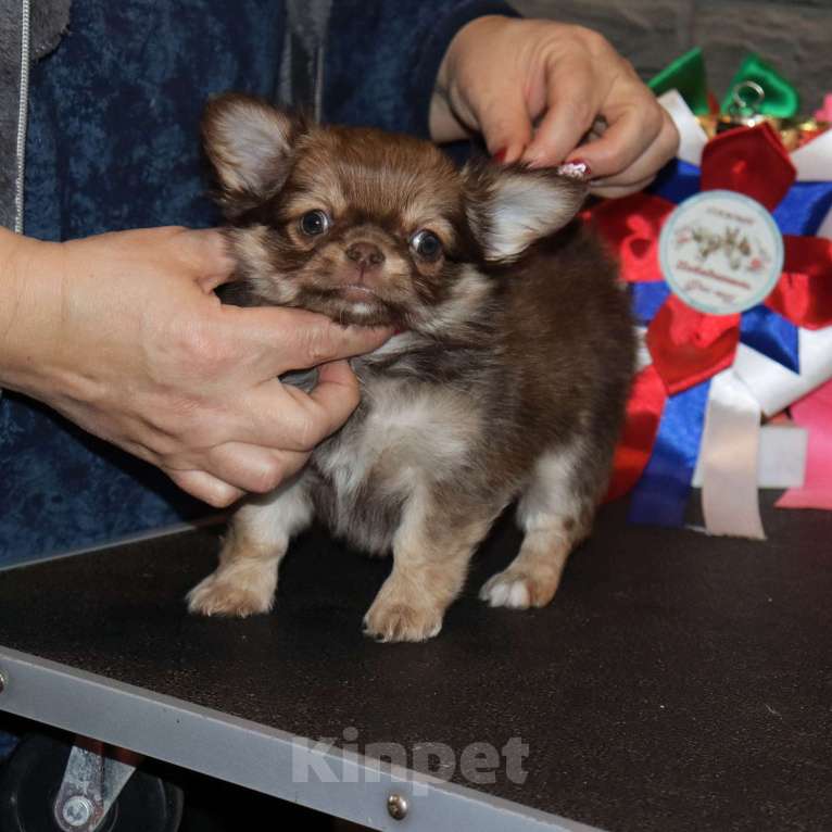 Собаки в Москве: Соболиный красавчик чихуа Мальчик, 65 000 руб. - фото 2